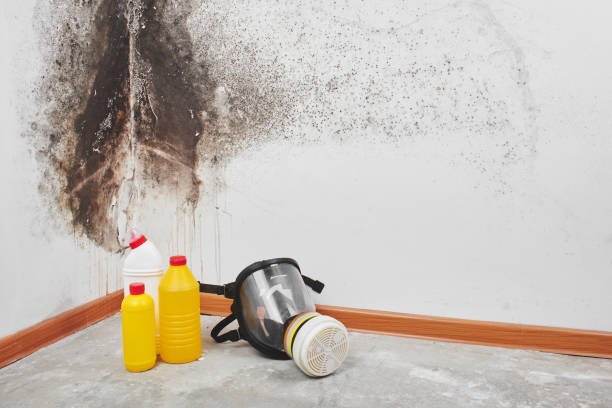 Best Home Mold Removal  in Mamou, LA