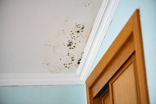 Water Damage Restoration in Mamou, LA