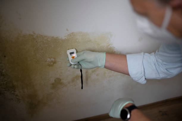 Best Mold Testing  in Mamou, LA