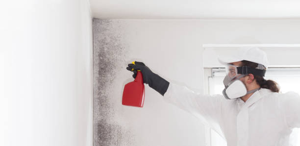 Best Toxic Mold Removal  in Mamou, LA