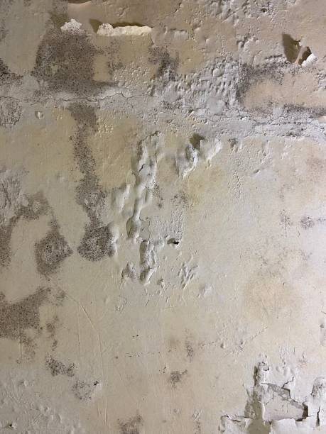 Best Mold Remediation  in Mamou, LA
