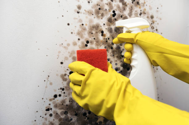 Reliable Mamou, LA Mold Removal Solutions