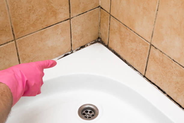 Best Mold Removal Company Near Me  in Mamou, LA